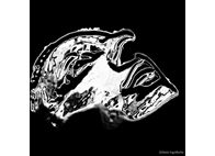 Studio  Photography - Fanis Logothetis