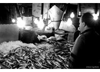 Φωτογραφία Στούντιο - Φάνης Λογοθέτης